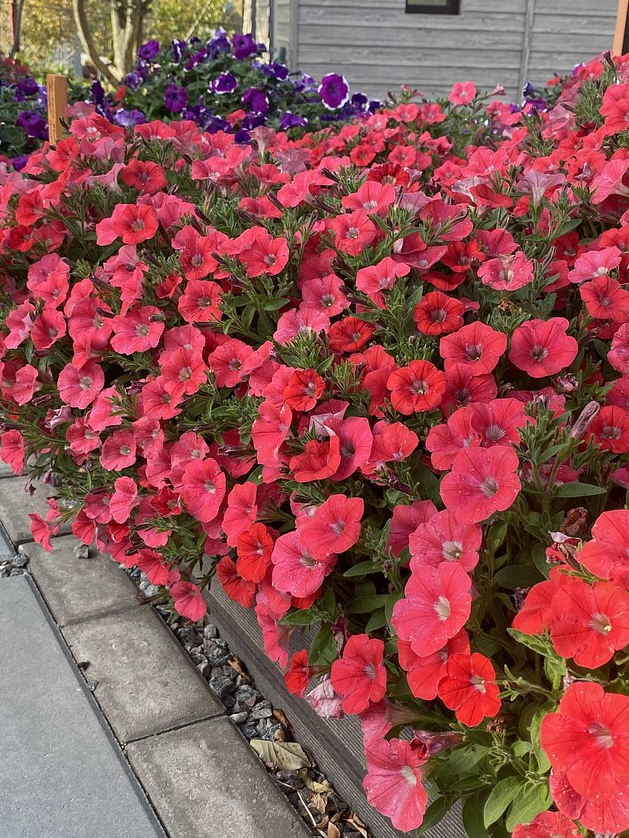 петуния "Адель" F1 каскадная-ампельная тёмно-коралловая